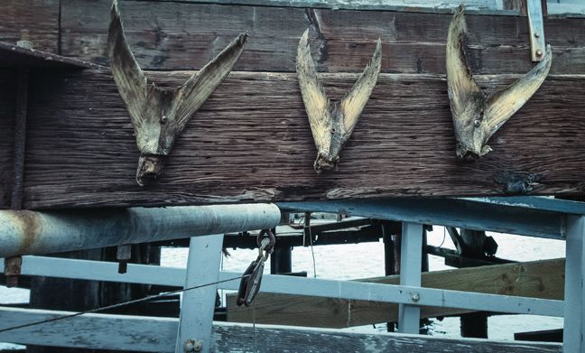 yellowtail, tails nailed to the bottom of the pier in redondo beach harbor. photo by Al Q