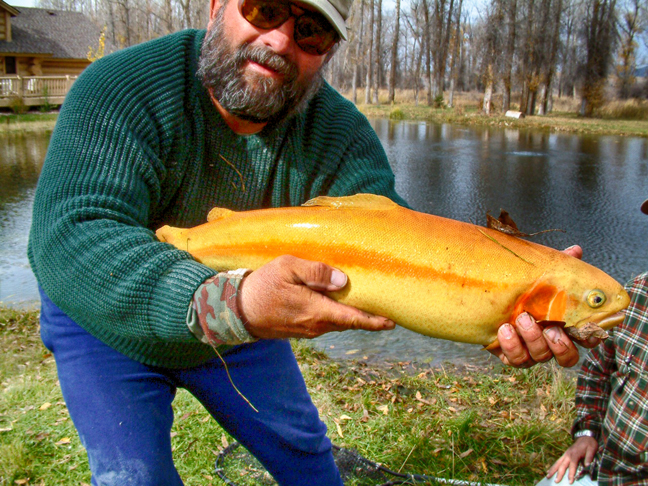  a farm raised gold trout.photo courtesy of Stanley Beringhele