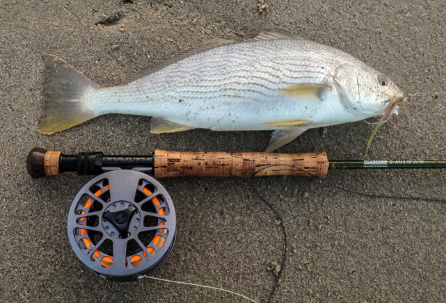 a fat yellowfin croaker taken at first light. photo by Jim Solomon