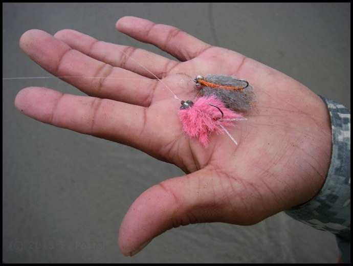 flies doing the damage...photo by Tim Postel