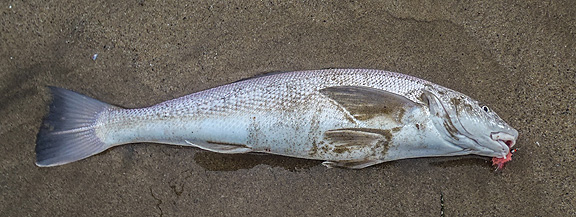 nice fatty on a pink merkin courtesy of Mike Centofani.