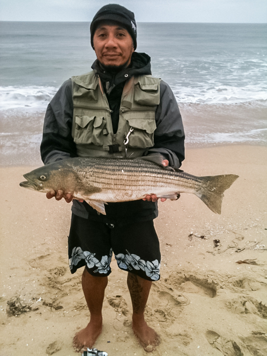 Congratulations to our friend, Mitch Orquiola who landed his first southbay striped bass off the surf on a lucky craft lure. Photo by Mitch Orquiola
