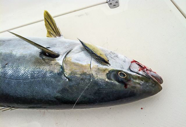 nice yellow falls to a Q baitfish fly. photo by randy norris