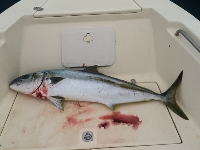 big boy with a Q fly souvenir. photo by randy norris