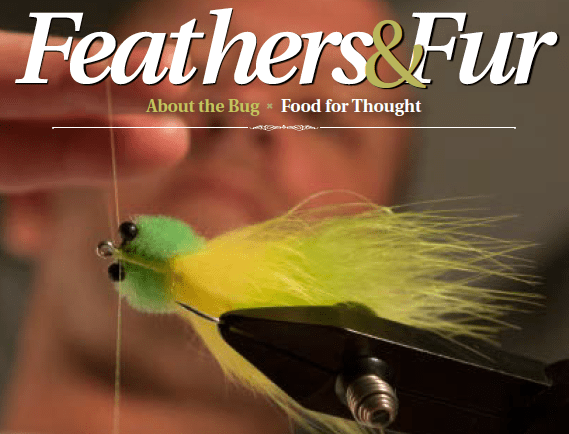 image courtesy of fly fishing in saltwaters