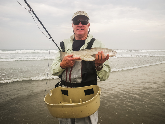 Friday morning corbina courtesy of Jim Solomon. photo by Al Q
