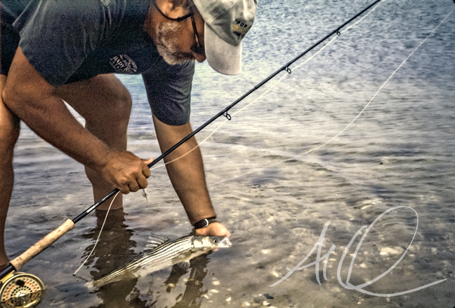 Bob Popovics releases a schoolie bass on the shores of Marthas Vineyard. photo by AL Q