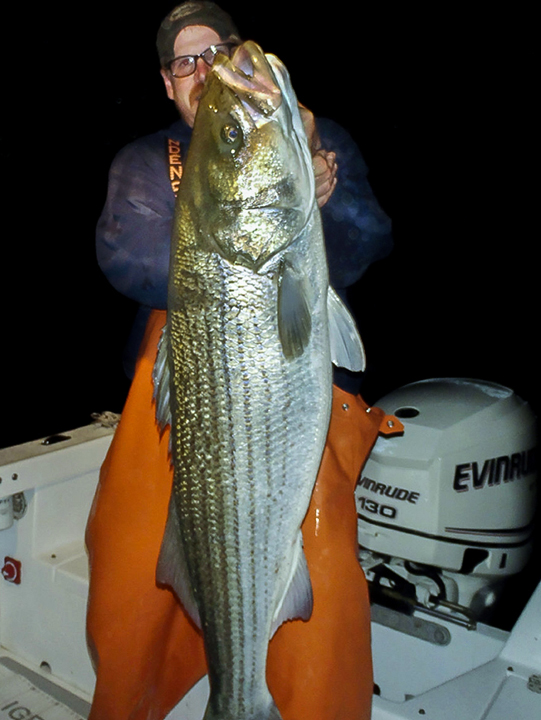 One of the many big cow bass landed by Greg Myerson of North Branford, Connecticut. photo by Greg Myerson