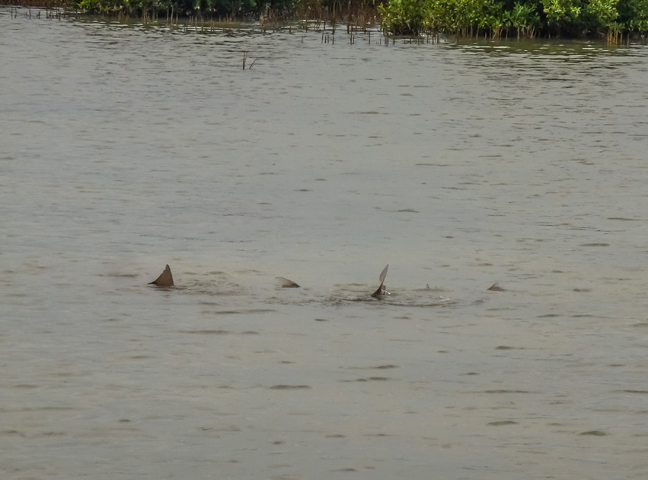 tailing reds. photo by Eric Ersch