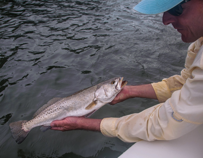 a nice spotted sea trout landed by mike ward. photo by al Q
