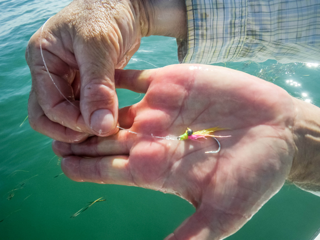 the electronic pollo fly. photo by al q