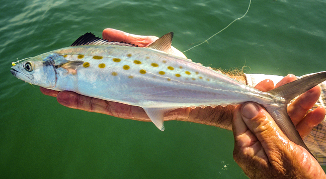 spanish mackeral. photo by al q