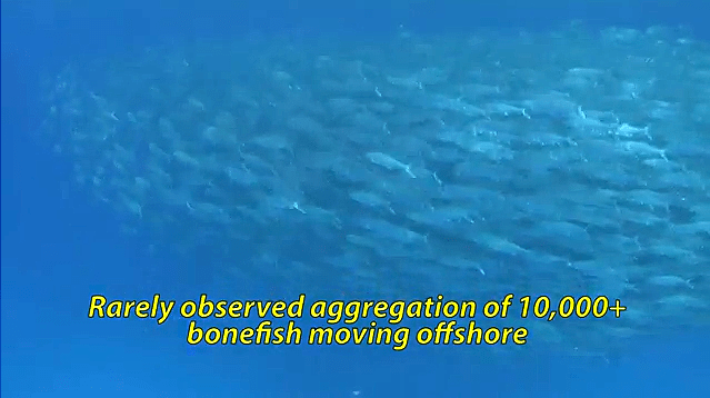 courtesy of you tube