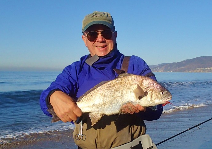 a beautiful spot fin croaker landed by angler Tom Camp somewhere in Santa Monica Bay on a Tom Brady fly.Photo courtesy of Tom Camp
