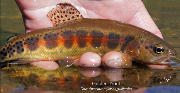 Courtesy of CalTrout