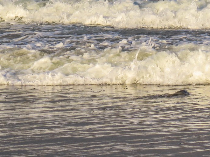 the south swell foamed up the flats, making seeing incoming fish difficult but it was easy seeing them leave the flat when the water thinned out. photo by Al Q