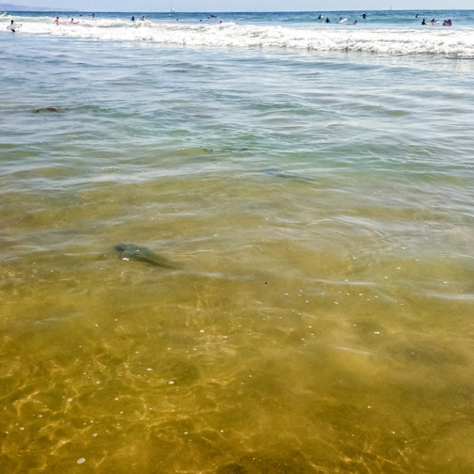 the mid day sun allowed for some classic sight fishing. photo by Adam Lang.