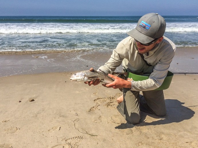 Nick Blixt comes really close to accomplishing his first faired corbina. Photo by Nick Blixt. The fish was chin hooked.