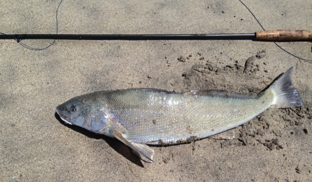 First sight cast bean by Chiaki Harami and a nice one Chiaki! photo by Chiaki Harami