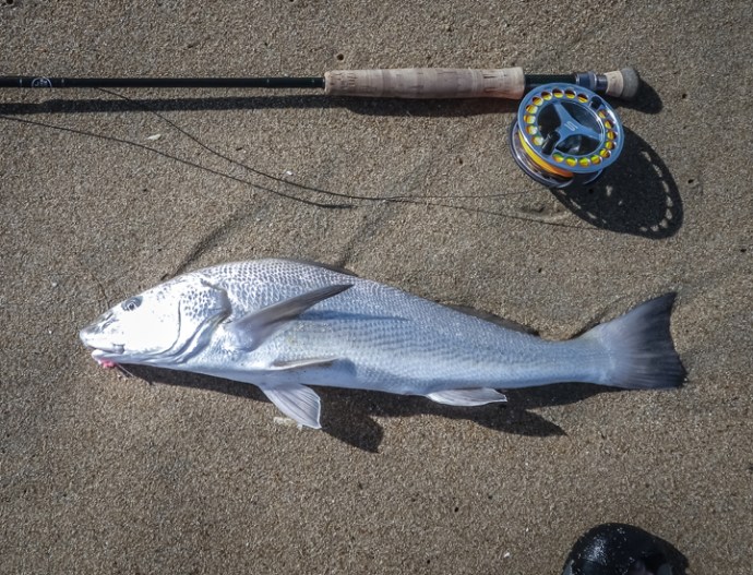 Zino Nakasuji sight fished his first corbina on fly last week in the OC. photo by Zino Nakasuji
