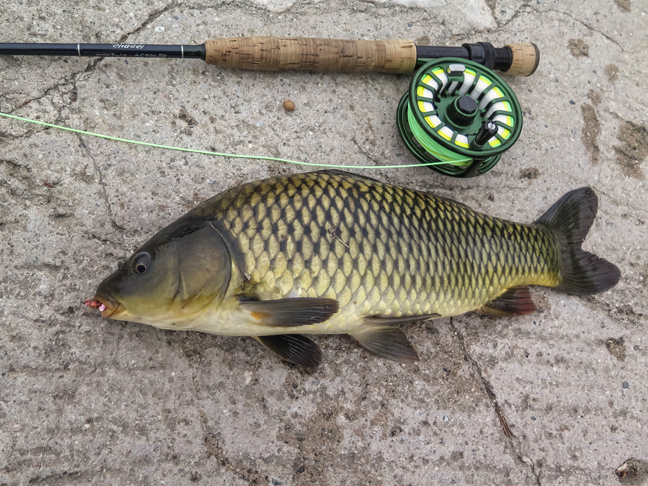 Here's one I got drifting a fly through a run. Photo by Al Q  