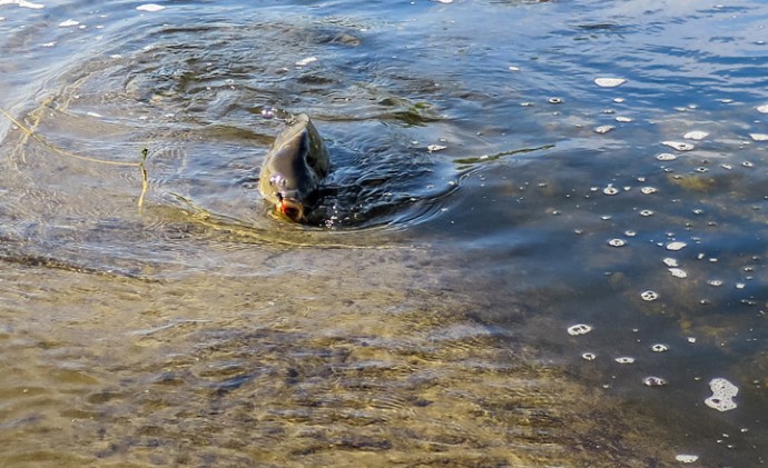 old pink lips sliding up the bank.Photo by Al Q