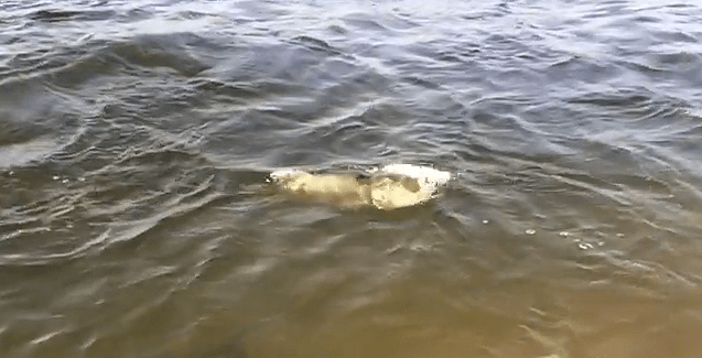 Blue Devils video by Chris Fabiano