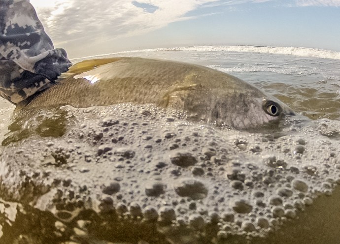 Nice photo and fish by Jon Nakano using on GoPro this morning. 
