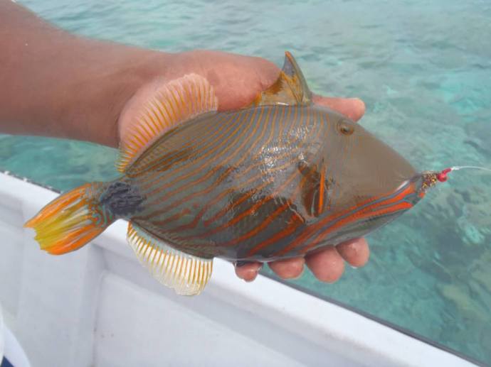 11888004_692931517503858_8182911359169812066_n