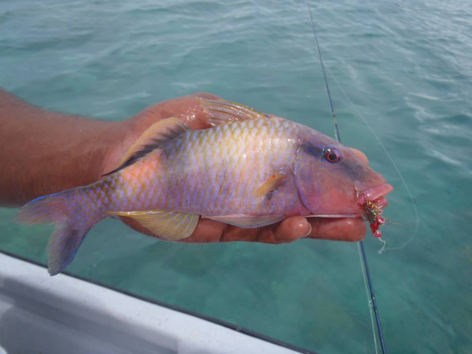 11891045_692932234170453_1263932367060007487_n