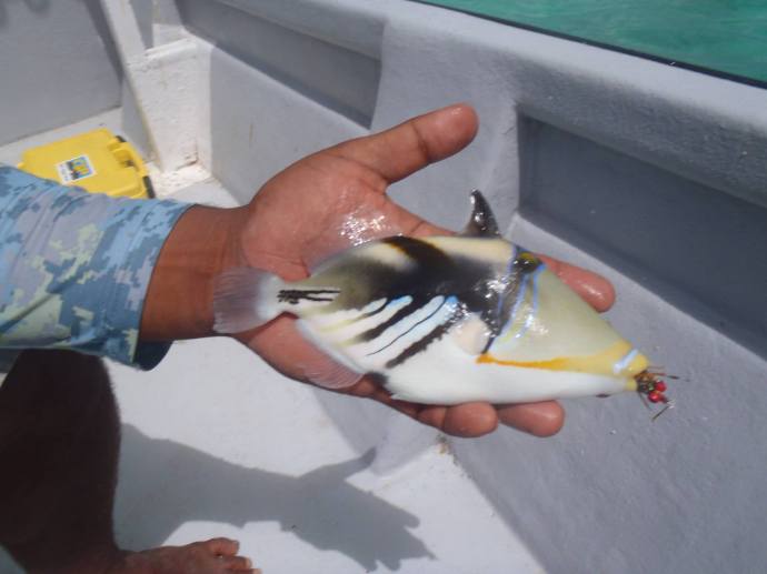 photos courtesy of Steve Horgan