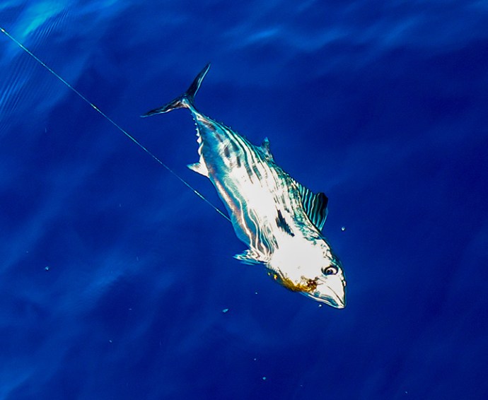 AlQ_Bonita_color_WEB