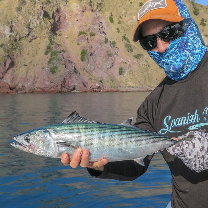 one of many bonita that have infested the island. 