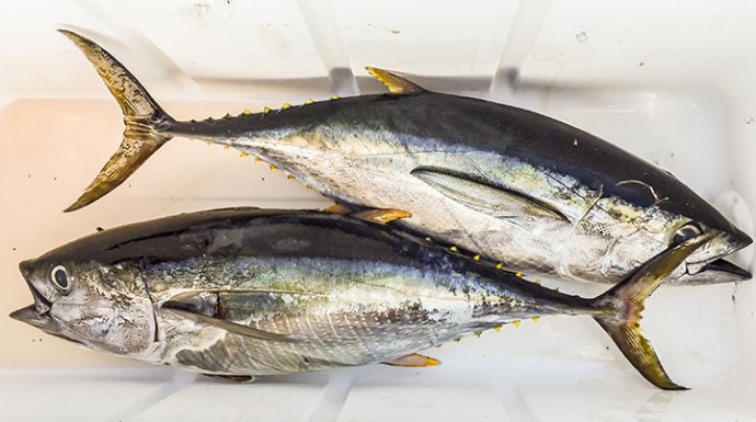 Some of Jon's beautiful tuna. Photo by Al Quattrocchi