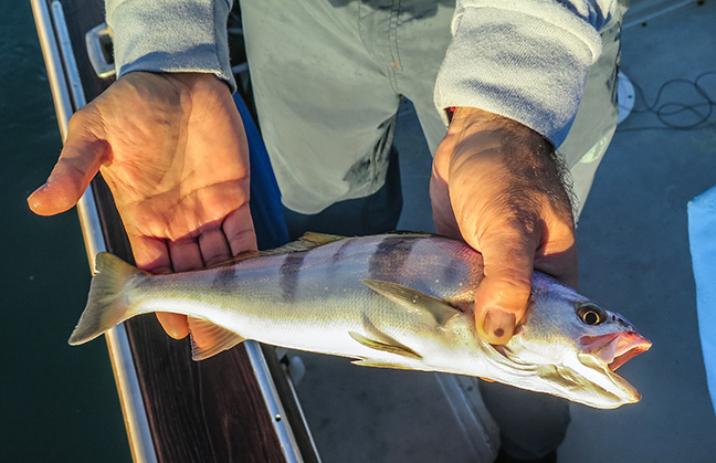 Photo by John Whitaker