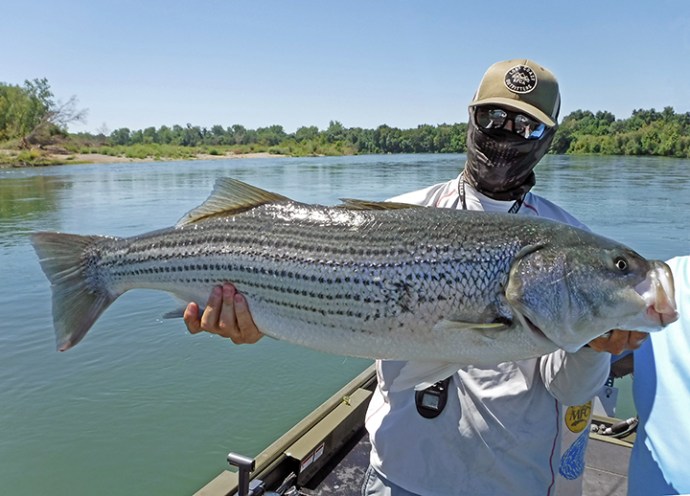 HoganBrown_Don_Bell_Bass_WEB