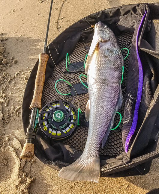 Larry_Acord_bean_WEB